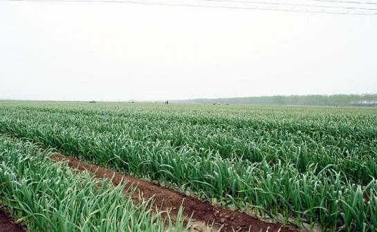 富硒大米什么时候上硒肥（富硒大米发黄吗）-硒宝网