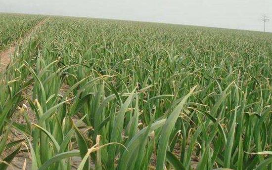 富硒大米什么时候上硒肥（富硒大米发黄吗）-硒宝网