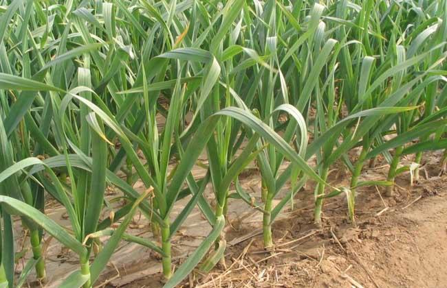 富硒大米什么时候上硒肥（富硒大米发黄吗）-硒宝网