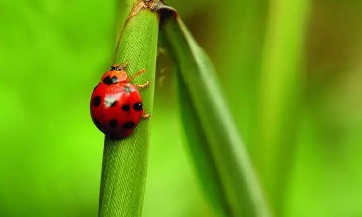 全国哪里的富硒大米最好(富硒大米排行)-硒宝网