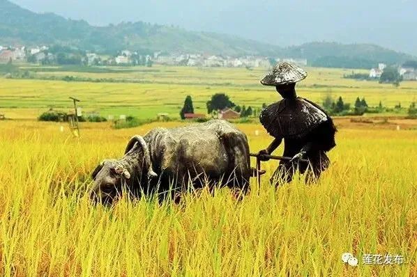 江西富硒大米基地有哪些(江西富硒米的好处)-硒宝网