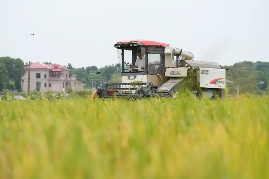 长沙有机富硒大米的丰收（富硒大米生产技术）-硒宝网