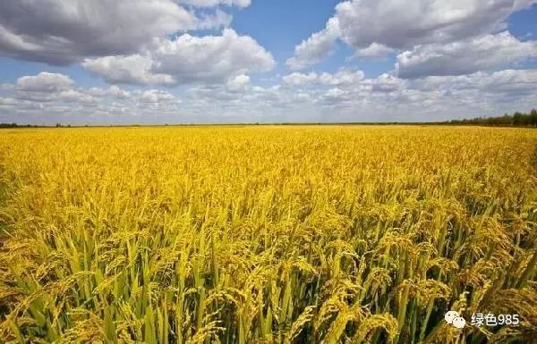 江西富硒大米基地有哪些(富硒大米之乡)-硒宝网