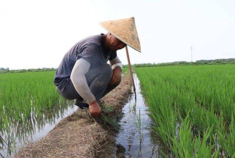 富硒大米哪些品牌好吃的（最好的富硒大米产自哪里）-硒宝网