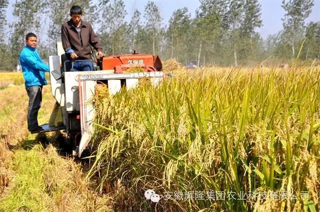 安徽富硒大米哪里生产最（大米安徽生产富硒产品吗）-硒宝网