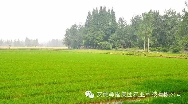 安徽富硒大米哪里生产最（大米安徽生产富硒产品吗）-硒宝网