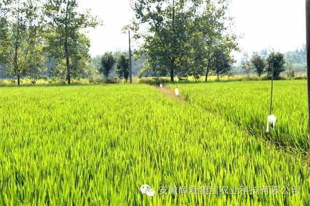 安徽富硒大米哪里生产最（大米安徽生产富硒产品吗）-硒宝网