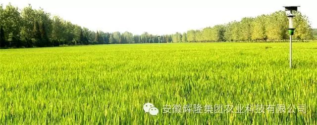 安徽富硒大米哪里生产最（大米安徽生产富硒产品吗）-硒宝网