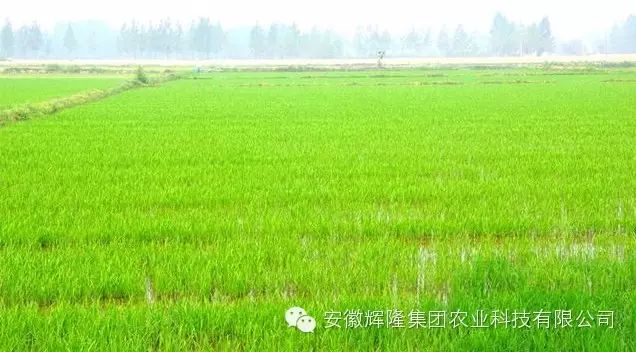 安徽富硒大米哪里生产最（大米安徽生产富硒产品吗）-硒宝网