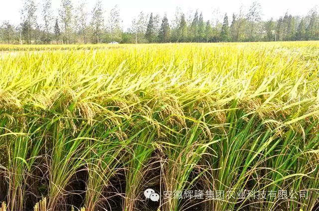 安徽富硒大米哪里生产最（大米安徽生产富硒产品吗）-硒宝网