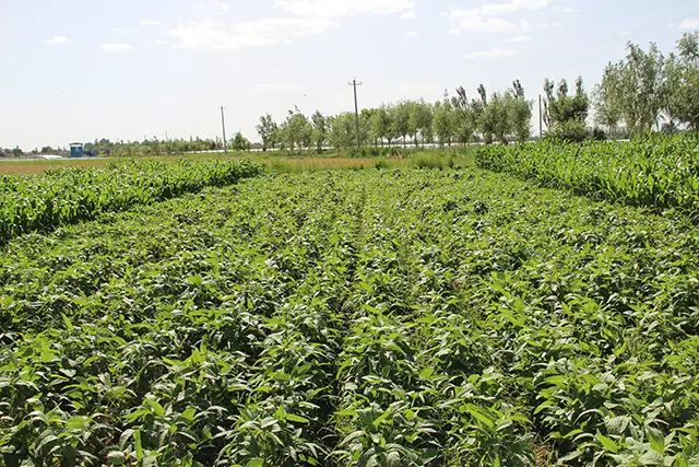 北京如何淘有机富硒大米(富硒大米基地)-硒宝网