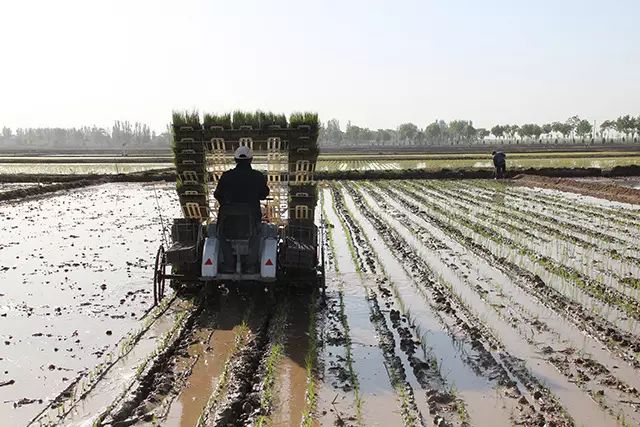 北京如何淘有机富硒大米(富硒大米基地)-硒宝网