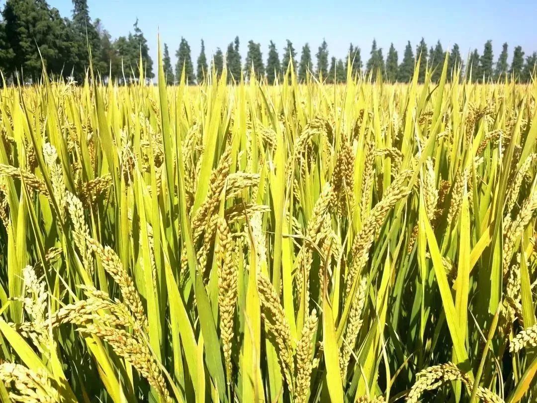 富硒粮仓大米是不是糯米（富硒糯米哪里产的）-硒宝网