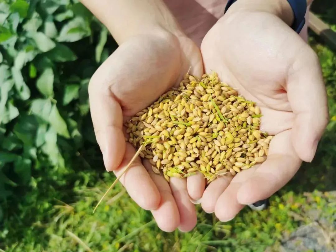 富硒粮仓大米是不是糯米（富硒糯米哪里产的）-硒宝网