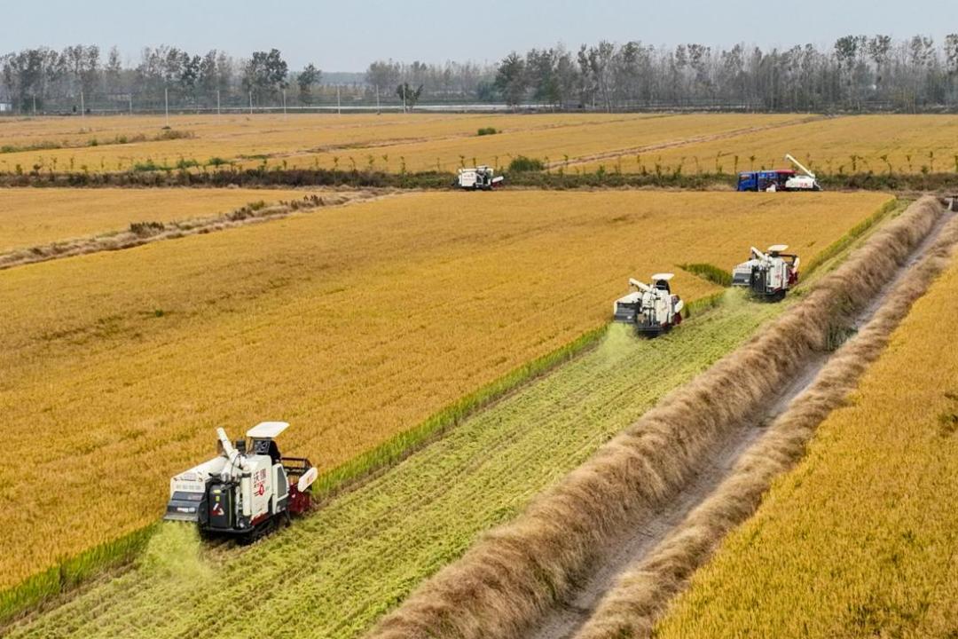 富硒粮仓大米是不是糯米（富硒糯米哪里产的）-硒宝网