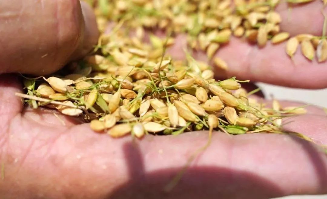 富硒粮仓大米是不是糯米（富硒糯米哪里产的）-硒宝网