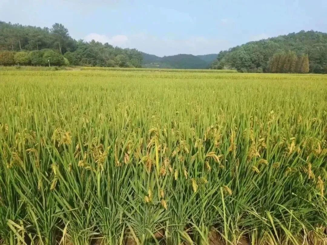 富硒粮仓大米是不是糯米（富硒糯米哪里产的）-硒宝网