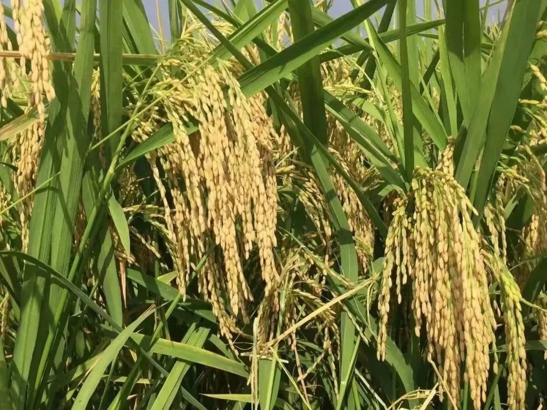 富硒粮仓大米是不是糯米（富硒糯米哪里产的）-硒宝网