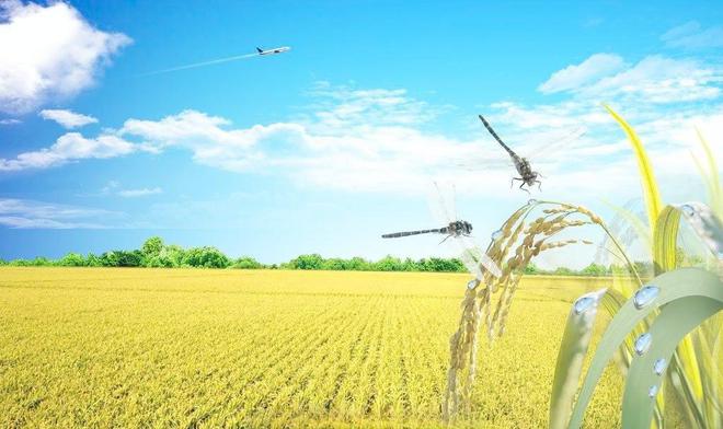 富硒大米什么口感的最好（富硒大米口感如何）-硒宝网