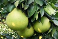 广西巴马富硒之乡香大米（巴马富硒米多少钱一斤）-硒宝网