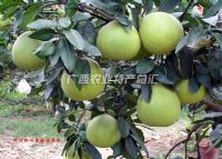 广西巴马富硒之乡香大米（巴马富硒米多少钱一斤）-硒宝网