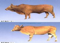 广西巴马富硒之乡香大米（巴马富硒米多少钱一斤）-硒宝网