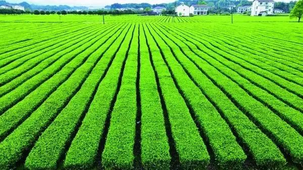 哪儿盛产富硒大米呢视频(富硒大米市场前景)-硒宝网