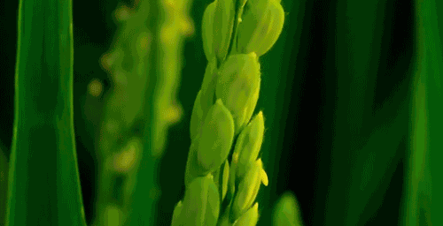 东北富硒大米品牌有哪些（东北富硒米怎么样）-硒宝网