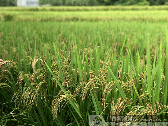 富硒大米种植基地在哪里(富硒大米市场前景)-硒宝网