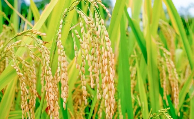 富硒大米种植基地在哪里(富硒大米市场前景)-硒宝网