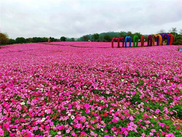 广西巴马富硒大米的营养（广西巴马富硒红米）-硒宝网
