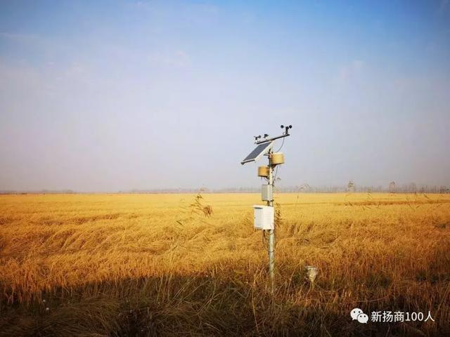 人工富硒大米之父是谁呀(富硒大米生产技术)-硒宝网