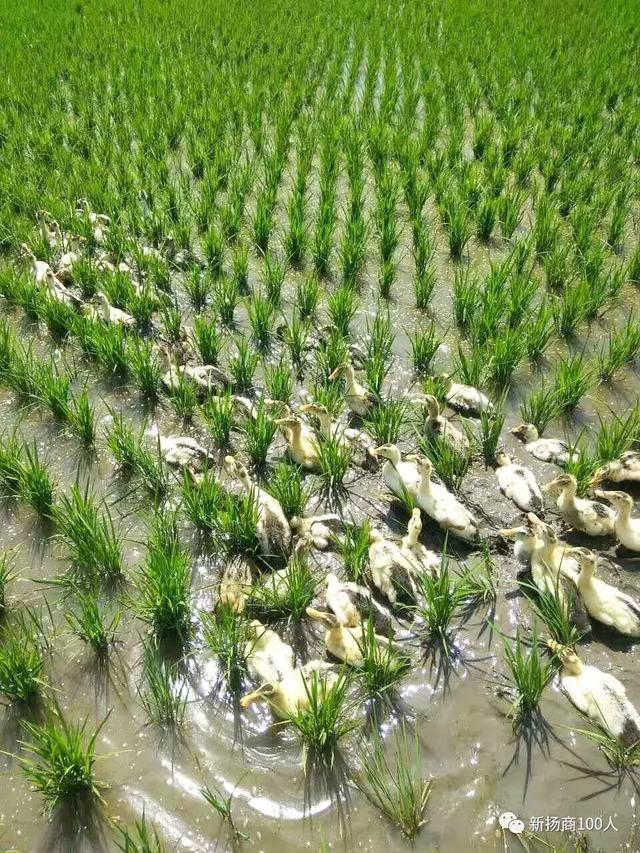 人工富硒大米之父是谁呀(富硒大米生产技术)-硒宝网