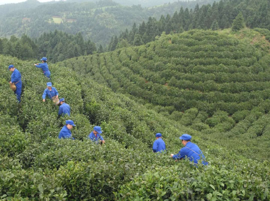 安康哪里产富硒大米最多(安康大米产富硒玉米吗)-硒宝网