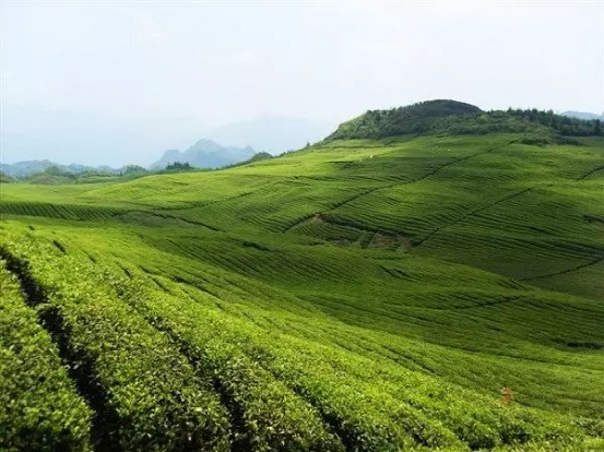 安康哪里产富硒大米最多(安康大米产富硒玉米吗)-硒宝网