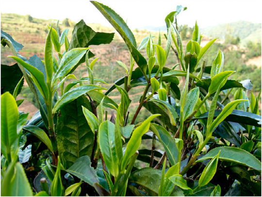 安康哪里产富硒大米最多(安康大米产富硒玉米吗)-硒宝网