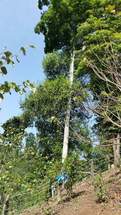 安康哪里产富硒大米最多(安康大米产富硒玉米吗)-硒宝网