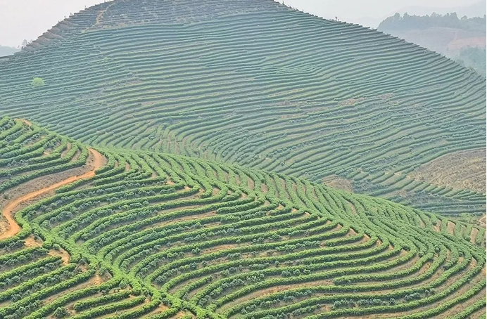 安康哪里产富硒大米最多(安康大米产富硒玉米吗)-硒宝网