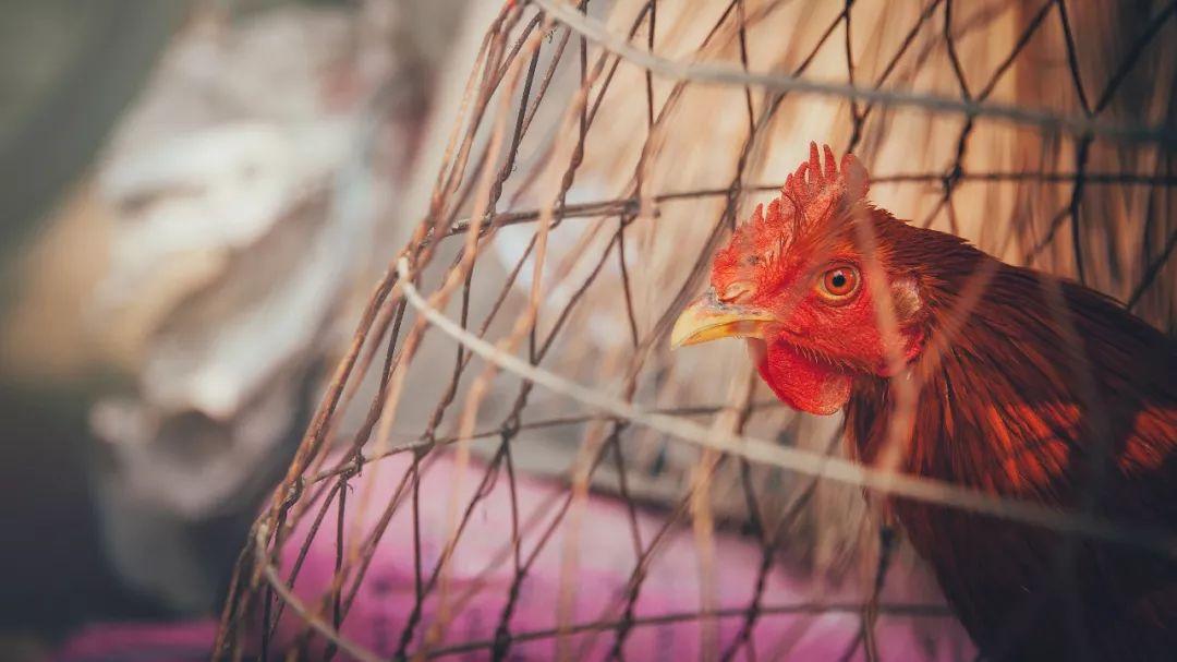 富硒大米可以不用淘米吗（富硒大米可以随便吃吗）-硒宝网