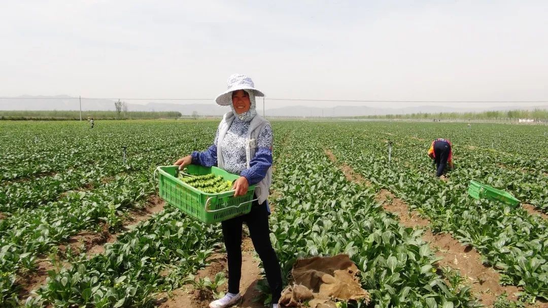 青岛有机富硒大米品牌化(青岛大米加工厂家有哪些)-硒宝网