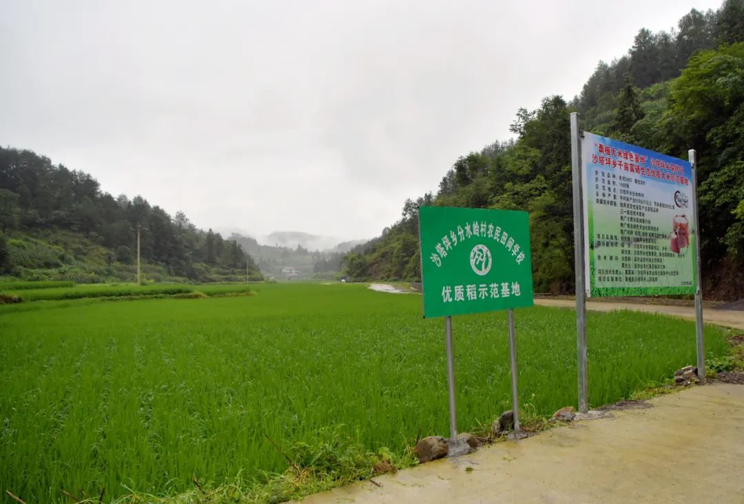 富硒大米怎么供养的好呢(富硒的大米)-硒宝网