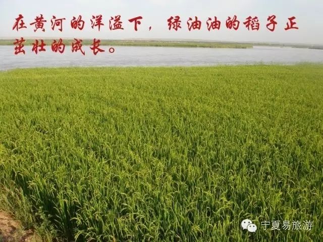 宁夏塞外香富硒大米品牌（塞外香富硒大米介绍）-硒宝网