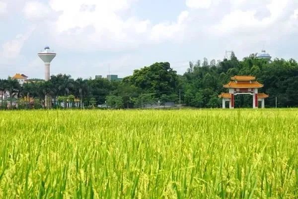 富硒大米是哪个国家品牌(富硒大米的品牌)-硒宝网