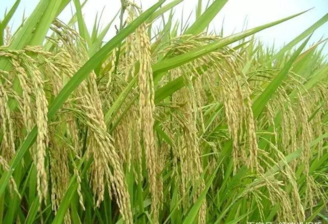 富硒的大米呈现什么颜色(富硒大米闻起来是什么味道)-硒宝网