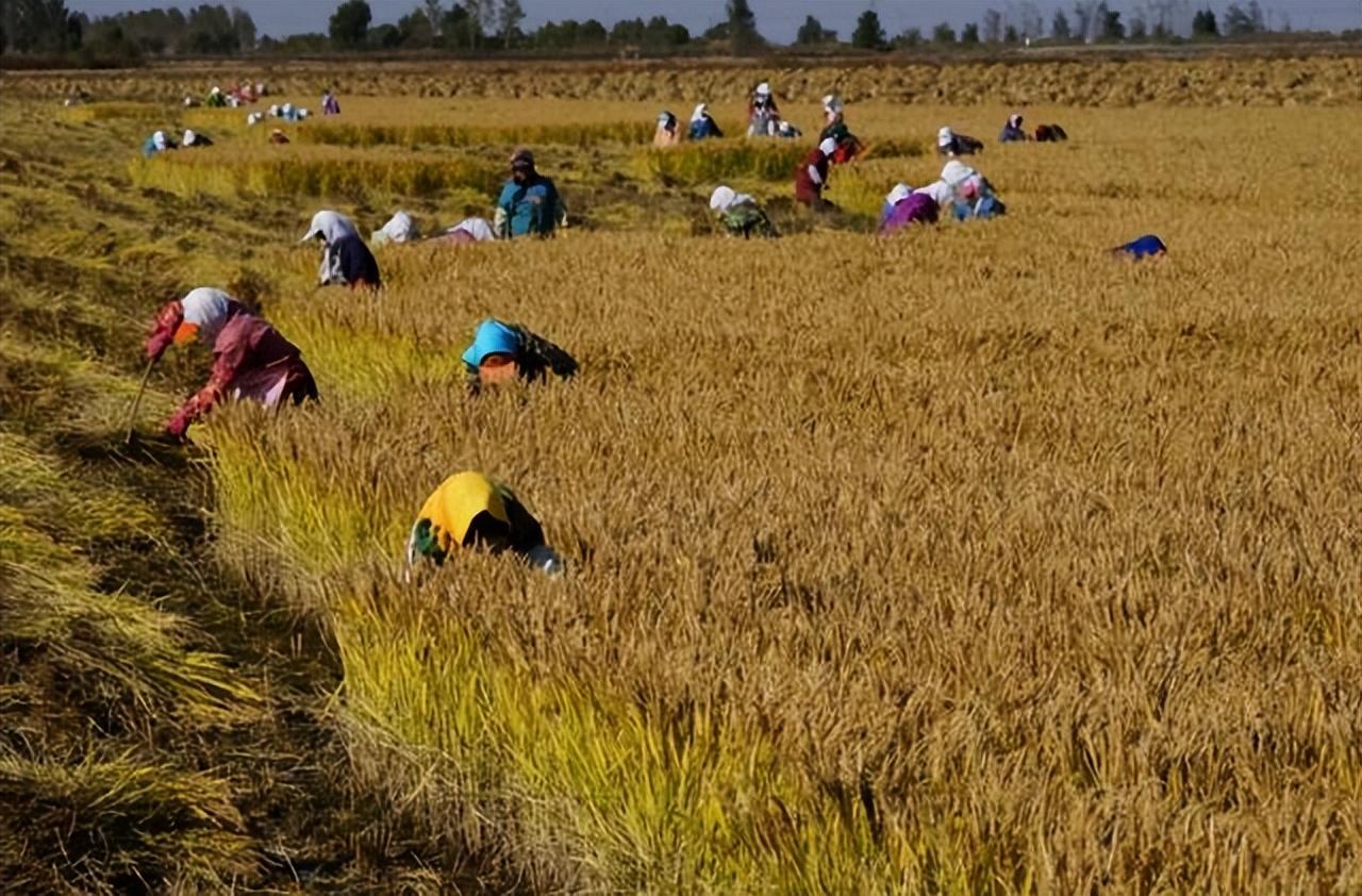 富硒大米哪个产地好吃点（哪里的大米含硒量最高）-硒宝网
