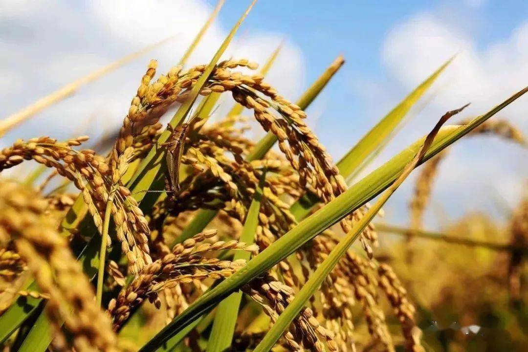 富硒大米哪个产地好吃点（哪里的大米含硒量最高）-硒宝网