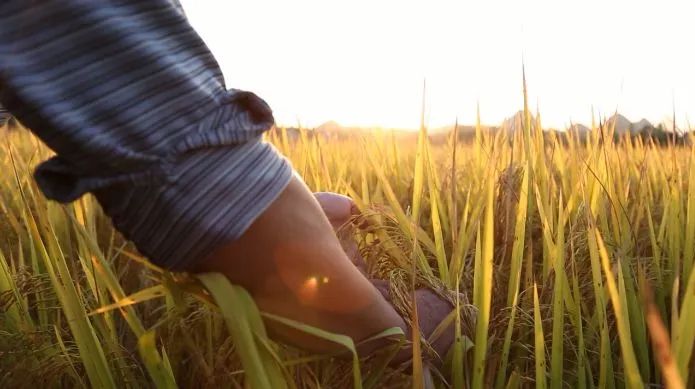 广西富硒大米在哪里销售(富硒大米批发)-硒宝网