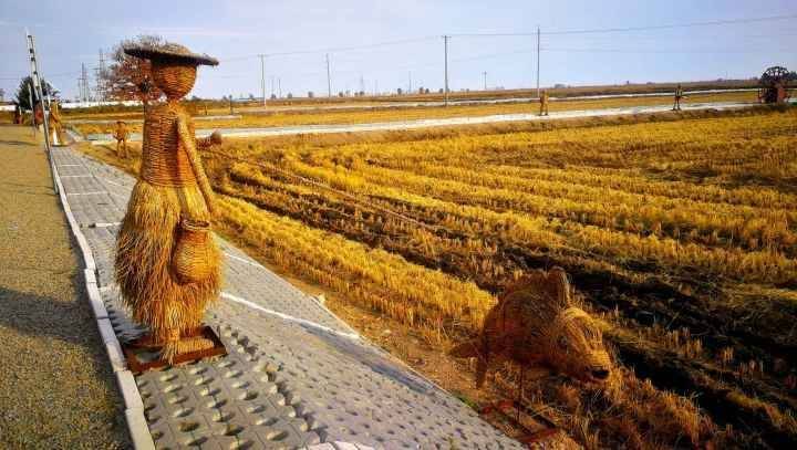 江西富硒大米之乡在哪里(江西富硒大米基地)-硒宝网