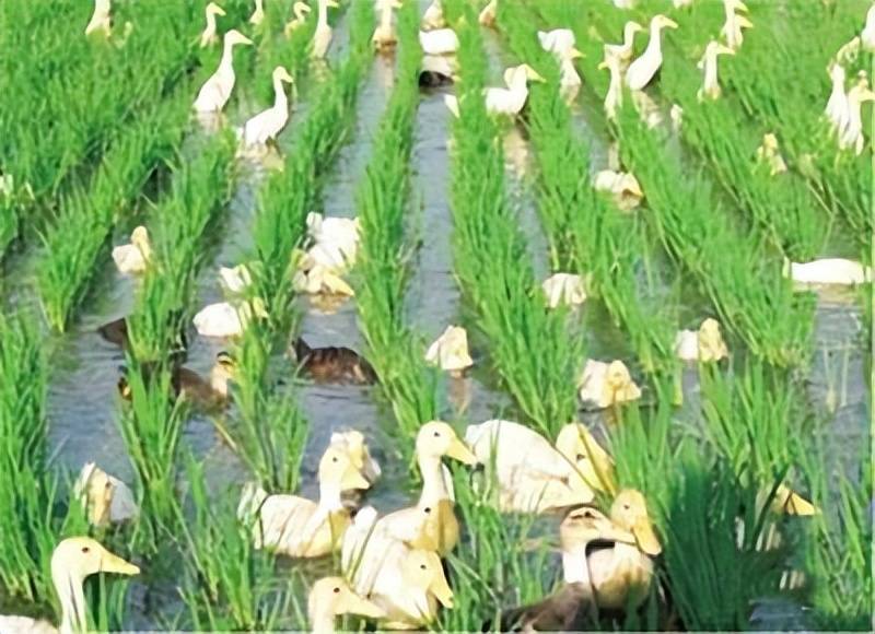 江西富硒大米之乡在哪里(江西富硒大米基地)-硒宝网