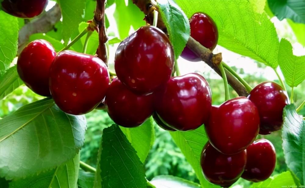 青岛如何淘有机富硒大米(富硒大米厂家)-硒宝网